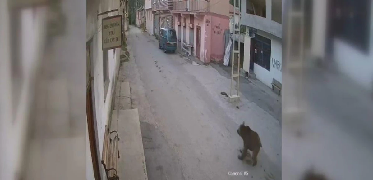 Karşısına çıkan ayıyı bağırarak korkutup kaçırdı