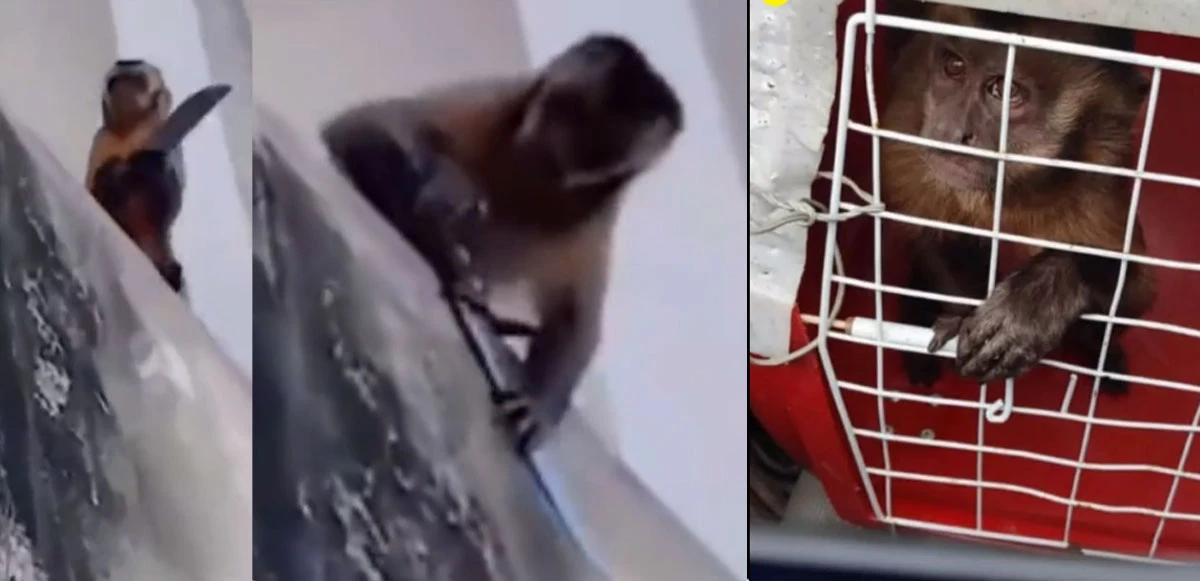 Bıçaklı maymun Brezilyalıları korkuttu