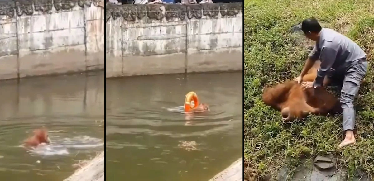 Turistlerin kural tanımazlığı orangutanı boğuyordu! Bakıcısı böyle hayatını kurtardı
