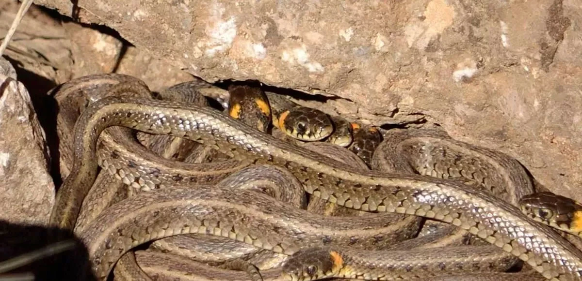 Yangınların ardından Manavgat’ı yılanlar bastı!