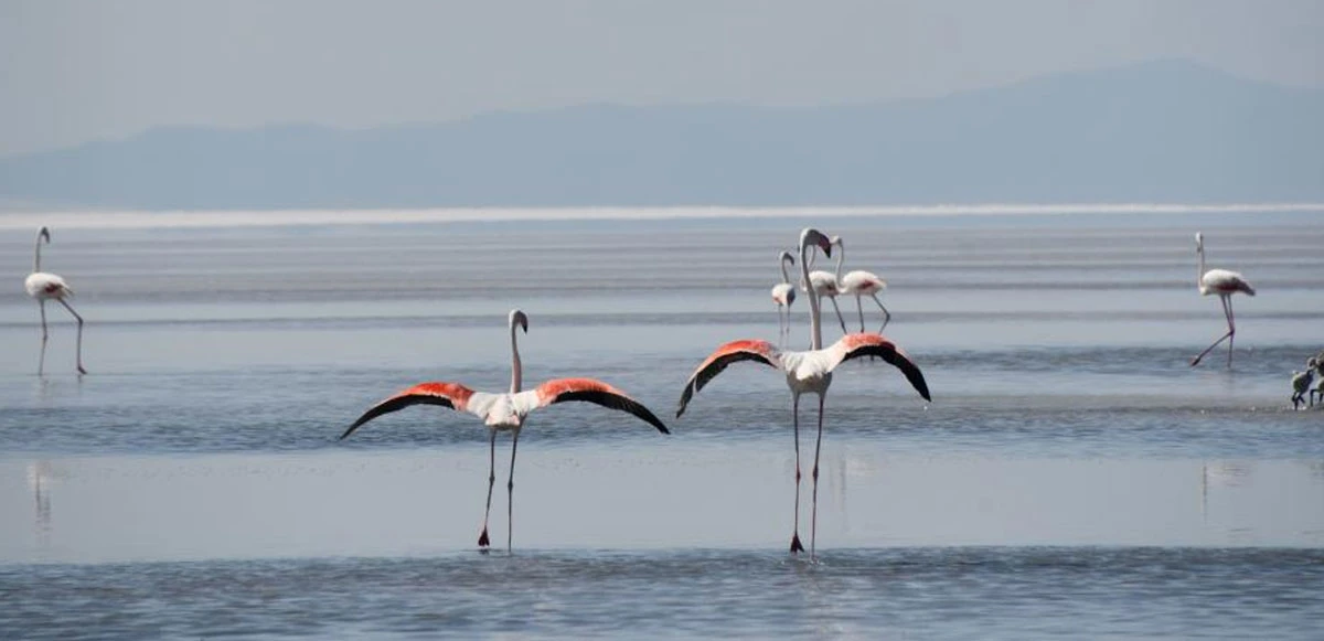 Flamingolardan görsel şölen! Kuluçkadan çıkan binlerce yavrunun dansı göz doldurdu
