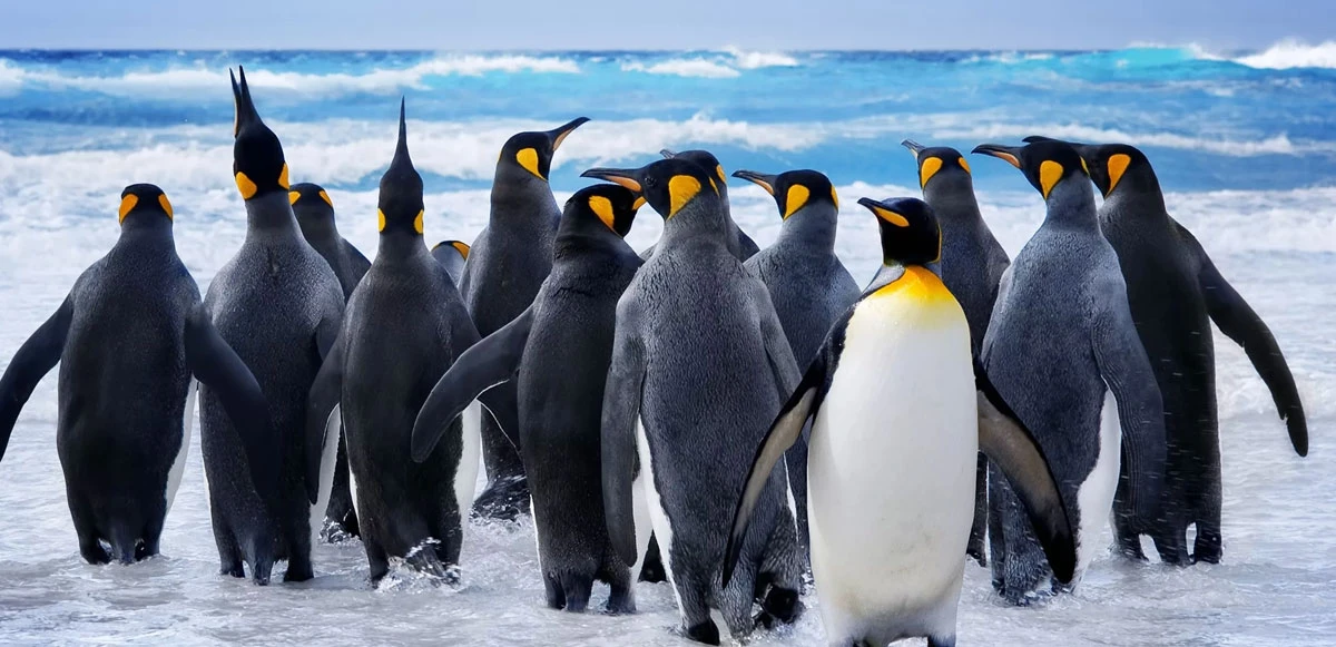 Penguenlerden enflasyon protestosu: Ucuz yemleri yemeyi reddediyorlar