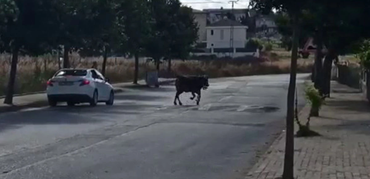 Silivri'de kaçan kurbanlık kovalandı