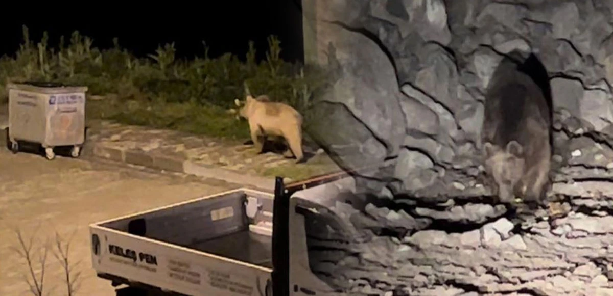 Sokakta geziyor, konteyner karıştırıyor, poşetli yiyecekleri açıyor! Aç kalan ayılar şehir yaşamına alıştı