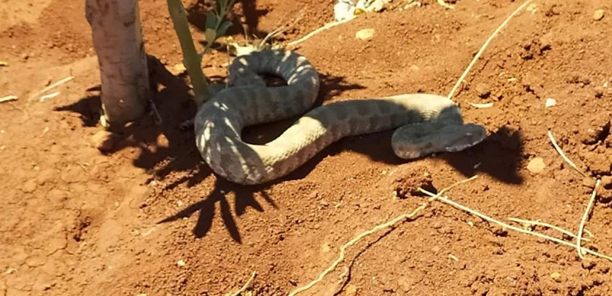 Sıcaklardan etkilenen engerek yılanına vatandaş müdahalesi: Kendi elleriyle su içirdi