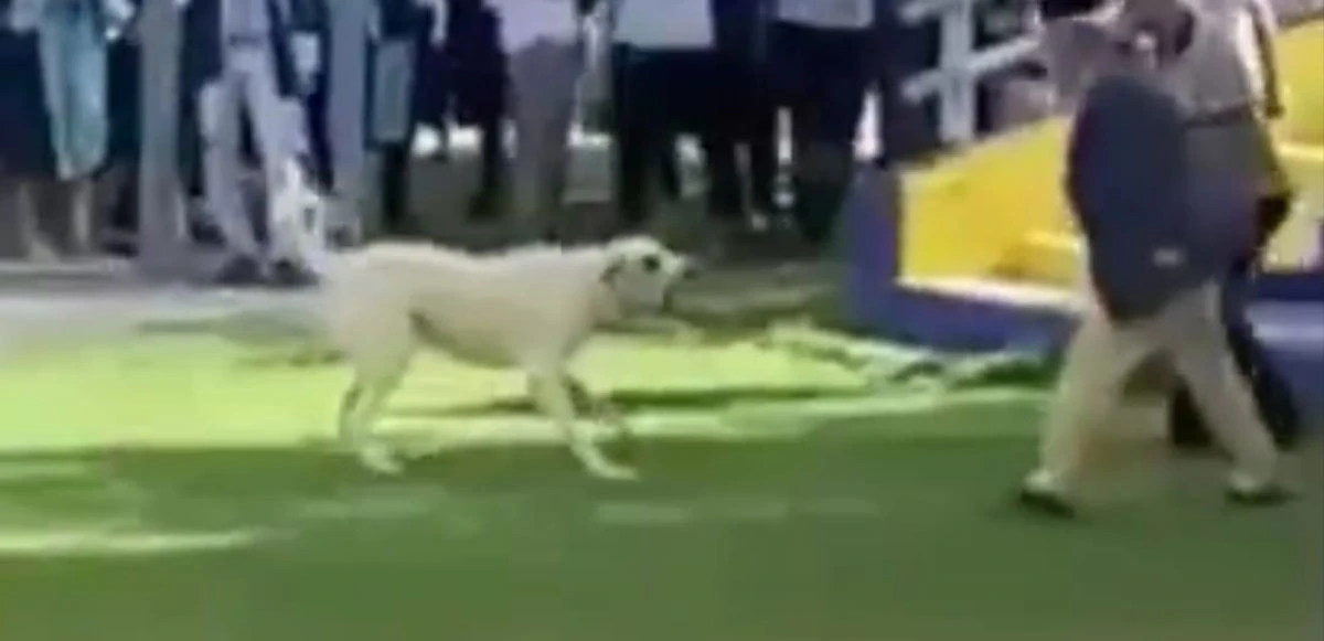 Başıboş köpekler mezuniyet töreninde dehşet saçtı