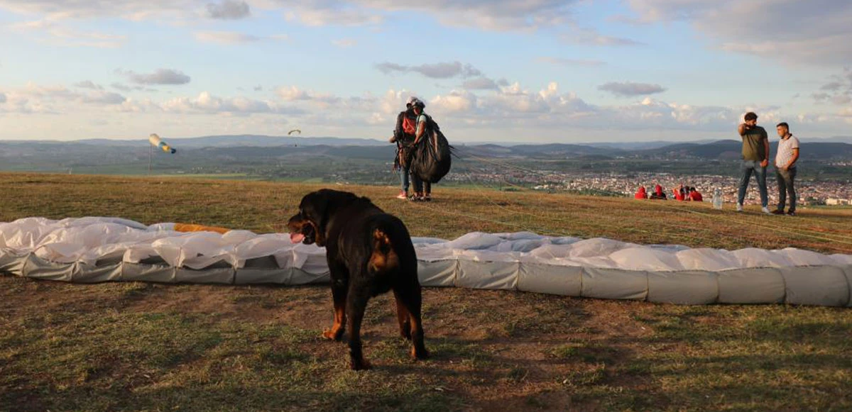 Gökyüzündeki köpek görenleri şaşkına çevirdi! Uçmak sadece insanoğlunun hayali değilmiş
