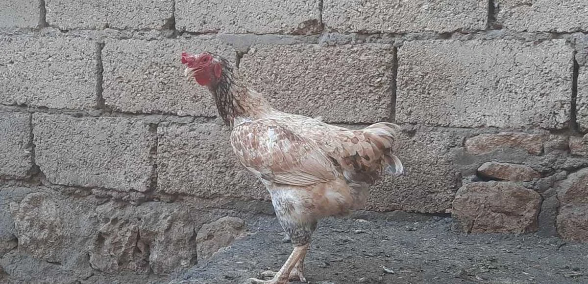 Tavuk, tavuk olduğunu unuttu, horoz gibi ötmeye başladı! O anlar kamerada