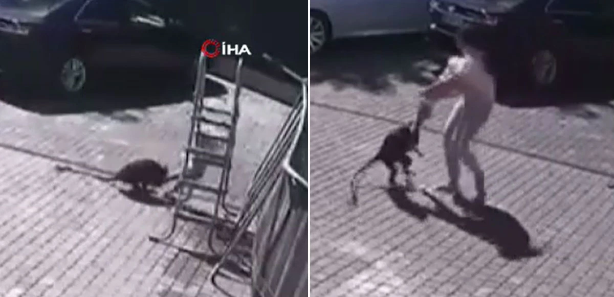 Ukraynalı çocuğa Moskova'da maymun saldırısı