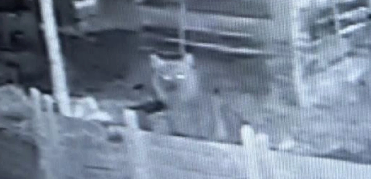 Bozayının bal keyfi kamerada