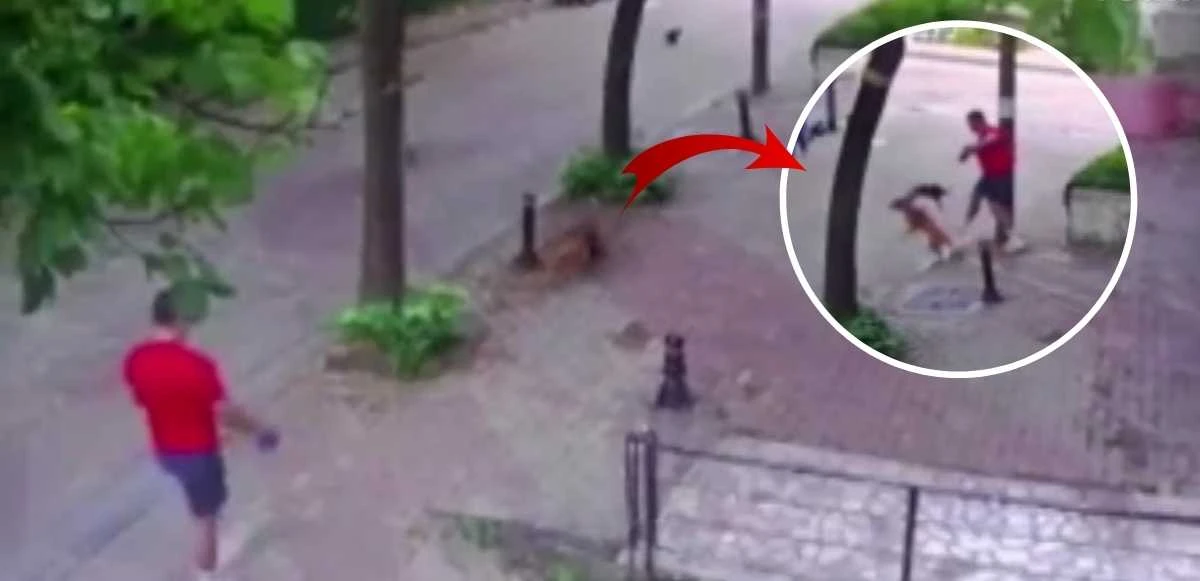 Sen misin yavrulara saldıran? Anne kedi köpeğe dehşeti yaşattı!