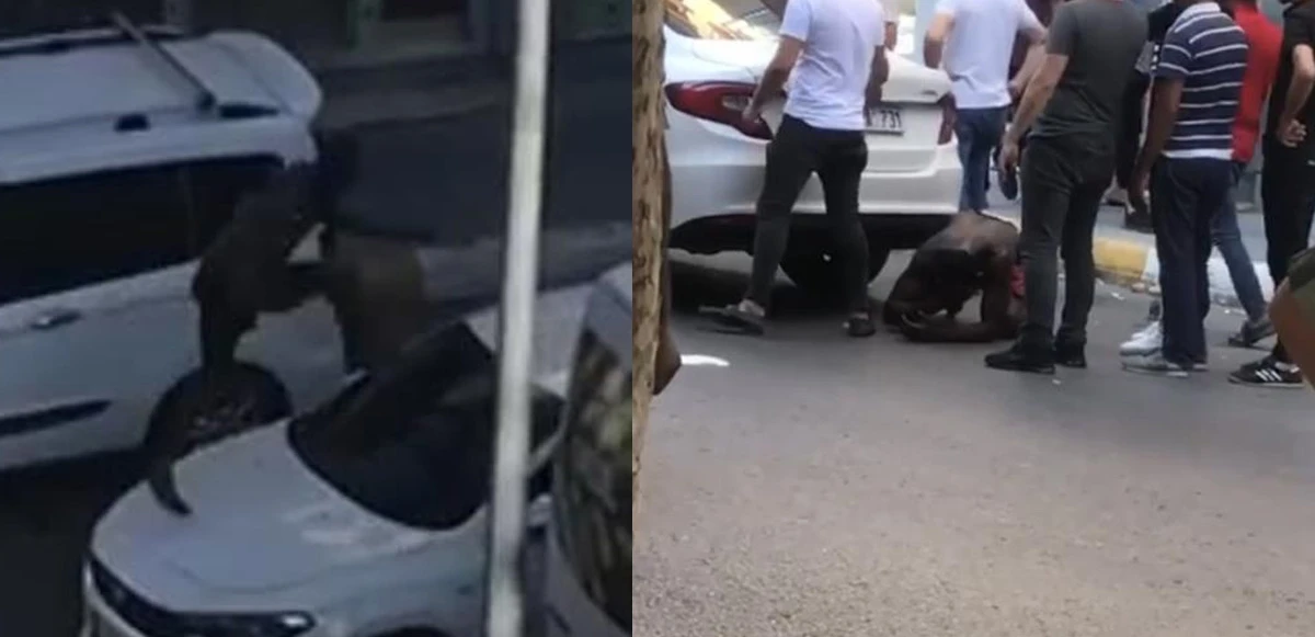 Sinir krizi geçirdi ortalığı birbirine kattı