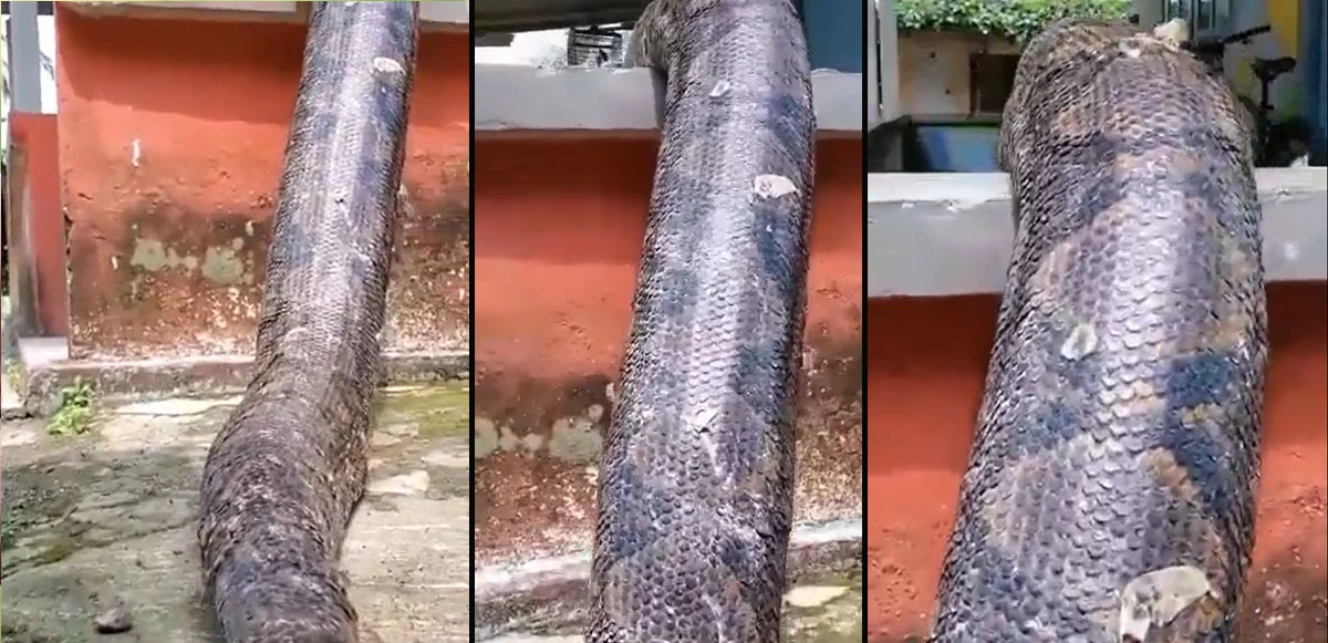 Dünyanın en büyük yılanlarından biri terasa böyle süzüldü