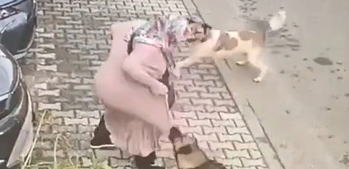 Başıboş gezen 4 sokak köpeği yaşlı kadına saldırdı!