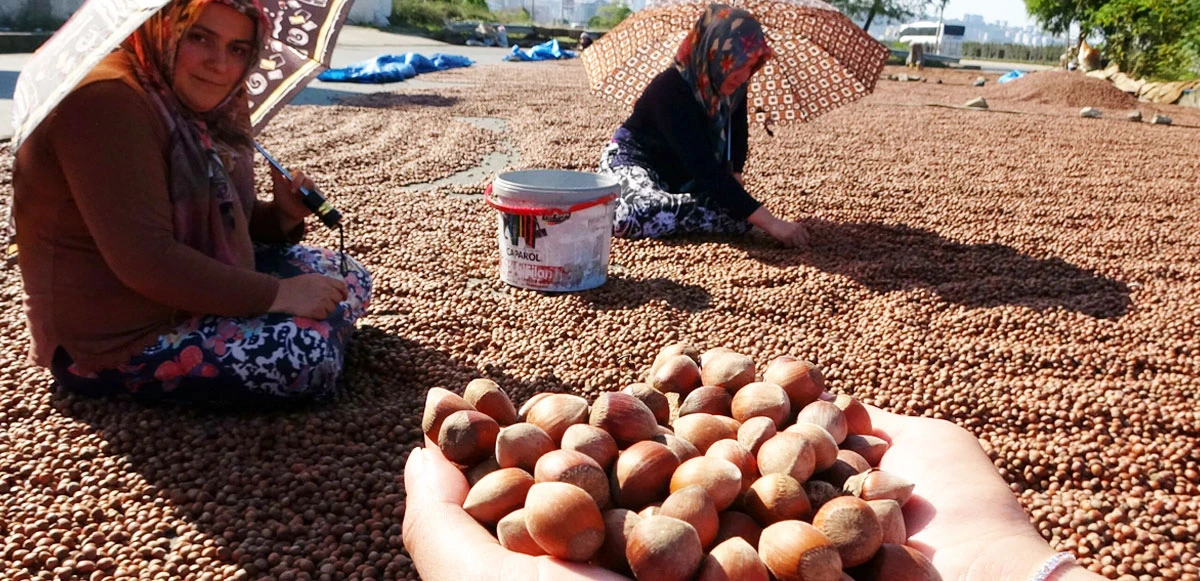 Çatlak fındık çiftçiyi vurdu, taban fiyatın altına düştü