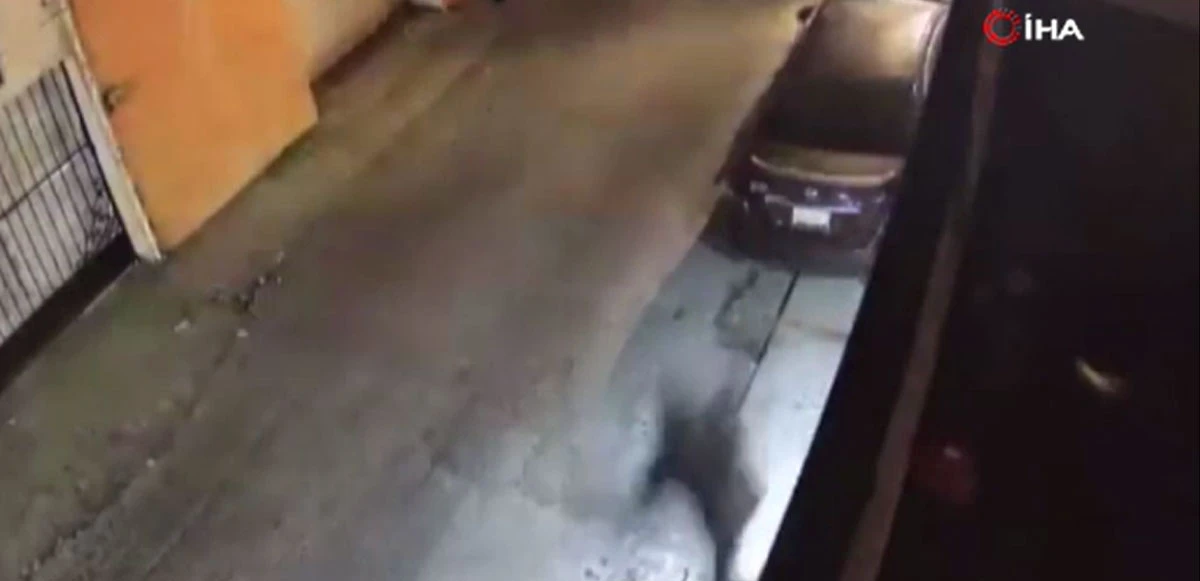 Köpekler evdeki hırsızı kovalayınca çatıdan atladı