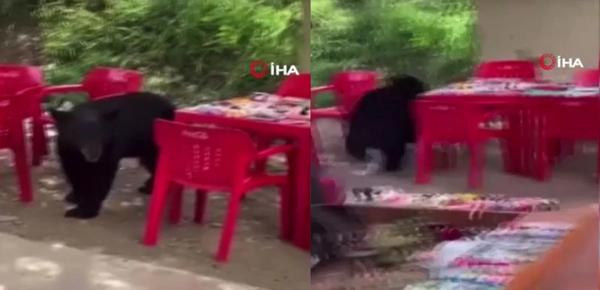 Kampüse giren ayı öğrencinin çantasını kaptı kaçtı