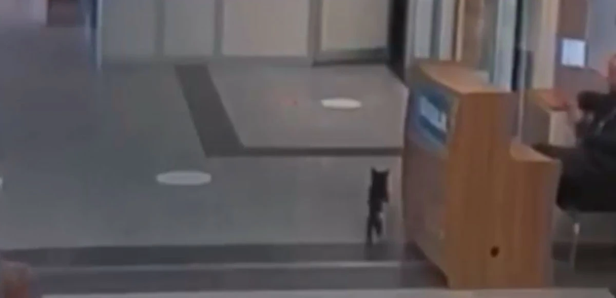 Bitlis’te ayağı kırılan kedi acil servisin yolunu tuttu!