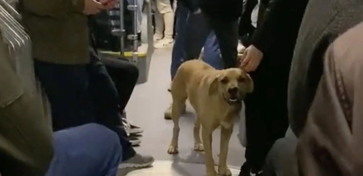 Metrobüste köpek tartışması: Kadın yolcu inmek zorunda kaldı