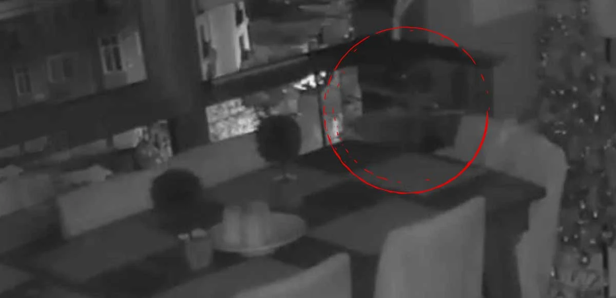 Depremi önceden hisseden papağanın çırpınışları kameraya yansıdı