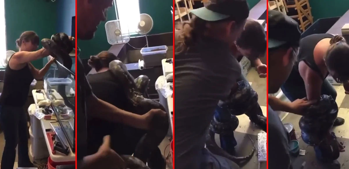 Piton kadının kolunu mosmor yaptı korkunç video viral oldu