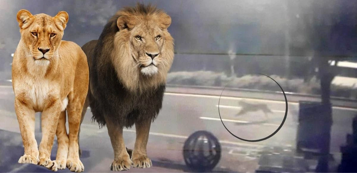 Hayvanat bahçesinden kaçan aslan mahalleye daldı