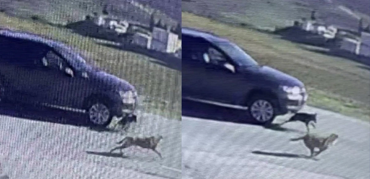 Vicdansız sürücü, aracıyla köpeği ezip kaçtı
