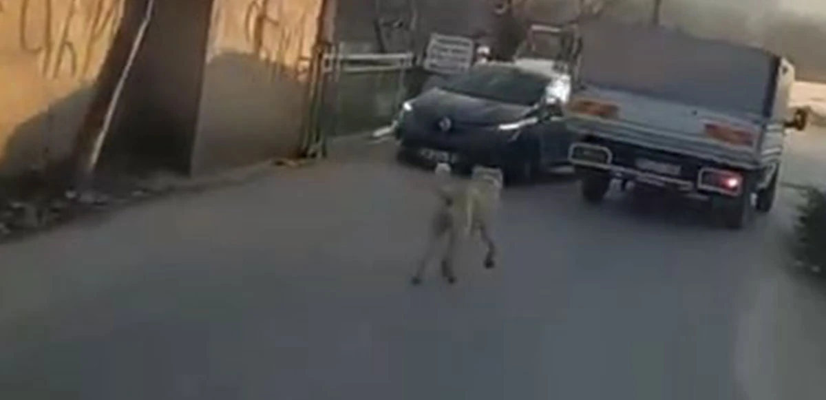 Bursa’da vicdanları yaralayan görüntü: Kamyonet bağladığı köpeği metrelerce sürükledi