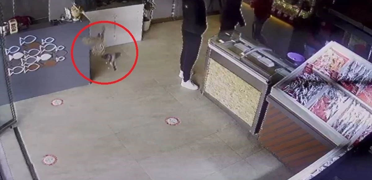 Atmaca avıyla balıkçıya girdi, herkes bakakaldı