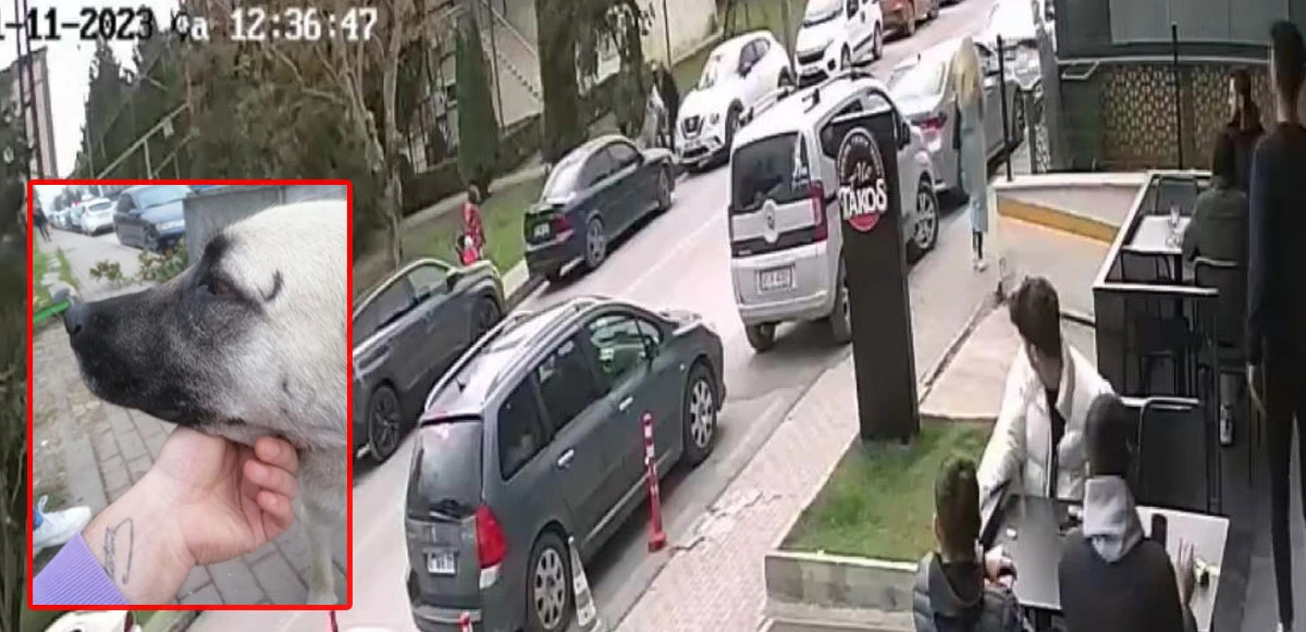 Köpek değil insan saldırdı! Masum canı kurtarmak için çevredekiler yardıma koştu