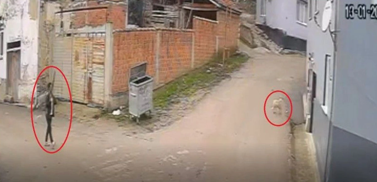 Önce kovaladı sonra öldürdü! Pompalı tüfekle sokak köpeğini vuran cani kamerada