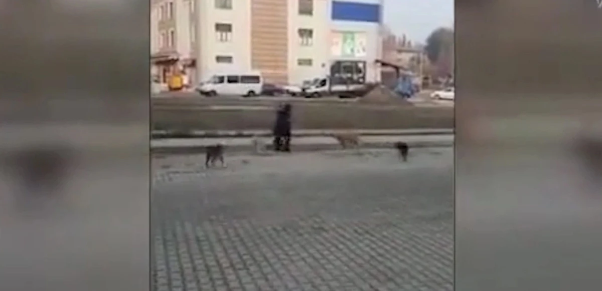 Başıboş köpek sorunu devam ediyor! Dershaneye giden kıza köpekler saldırdı 