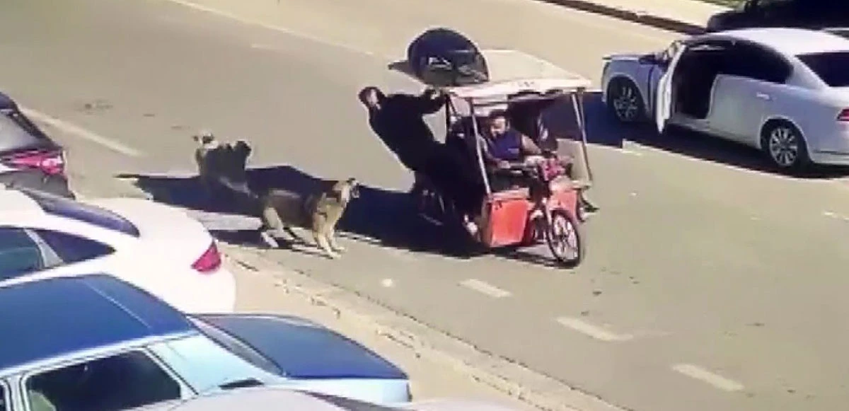 Köpek havladı, o bağırdı! Korkudan nereye kaçacağını şaşırdı, o anlar sosyal medyada viral oldu