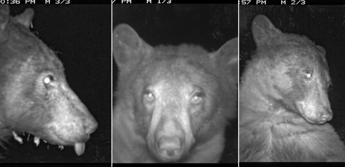 Meraklı ayının selfie keyfi: Kamerayı gördü, 400'den fazla fotoğraf çekti