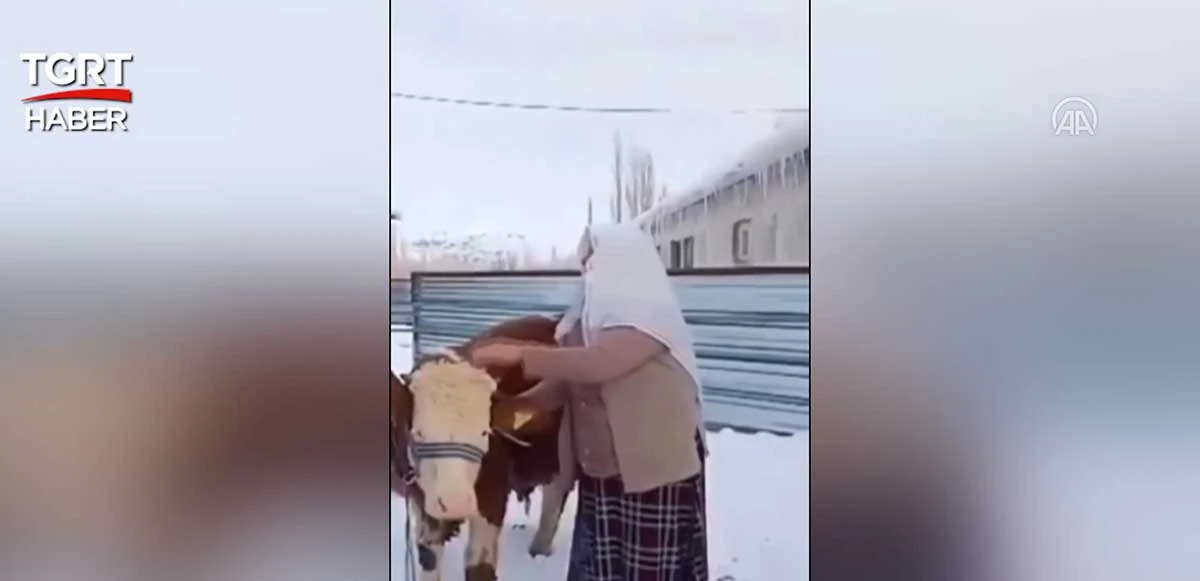 Sattığı büyükbaşın parasını depremzedelere bağışladı