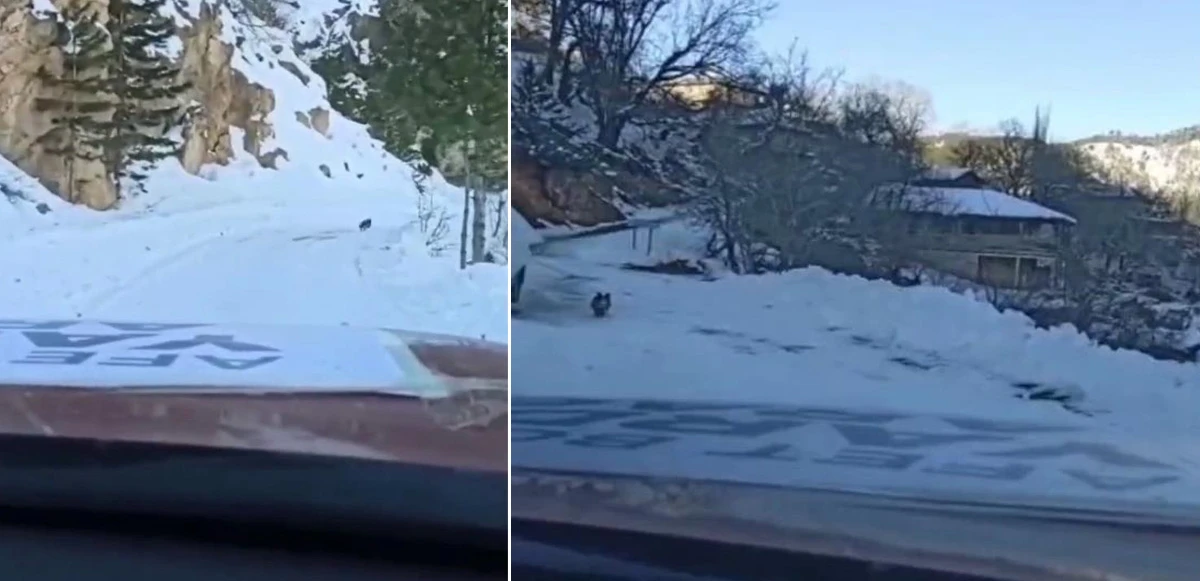 Kahramanmaraş'ta yolunu kaybeden ekiplere köpek rehberlik etti