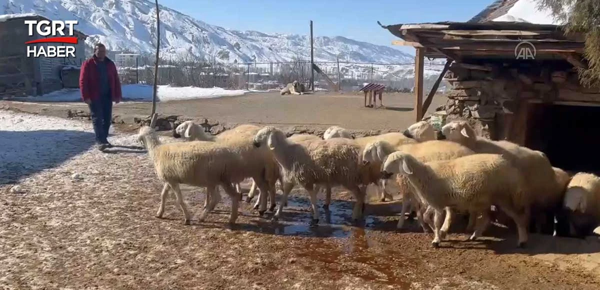 Türkiye tek yürek: Sivas’ta besiciler depremzedeler için 22 koyununu bağışladı