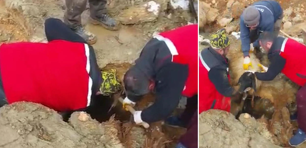 322 saat sonra enkazdan iki koyun ve bir kuzu canlı çıkarıldı