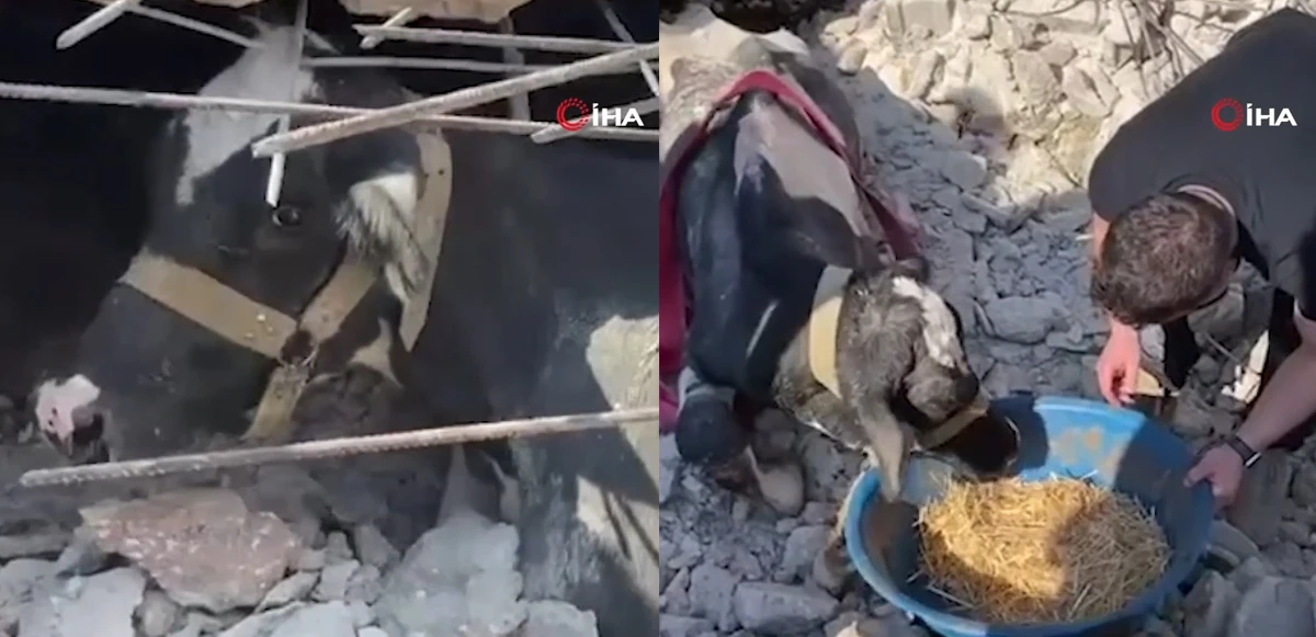 Depremin 17. gününde enkazdan bir inek canlı olarak çıkarıldı