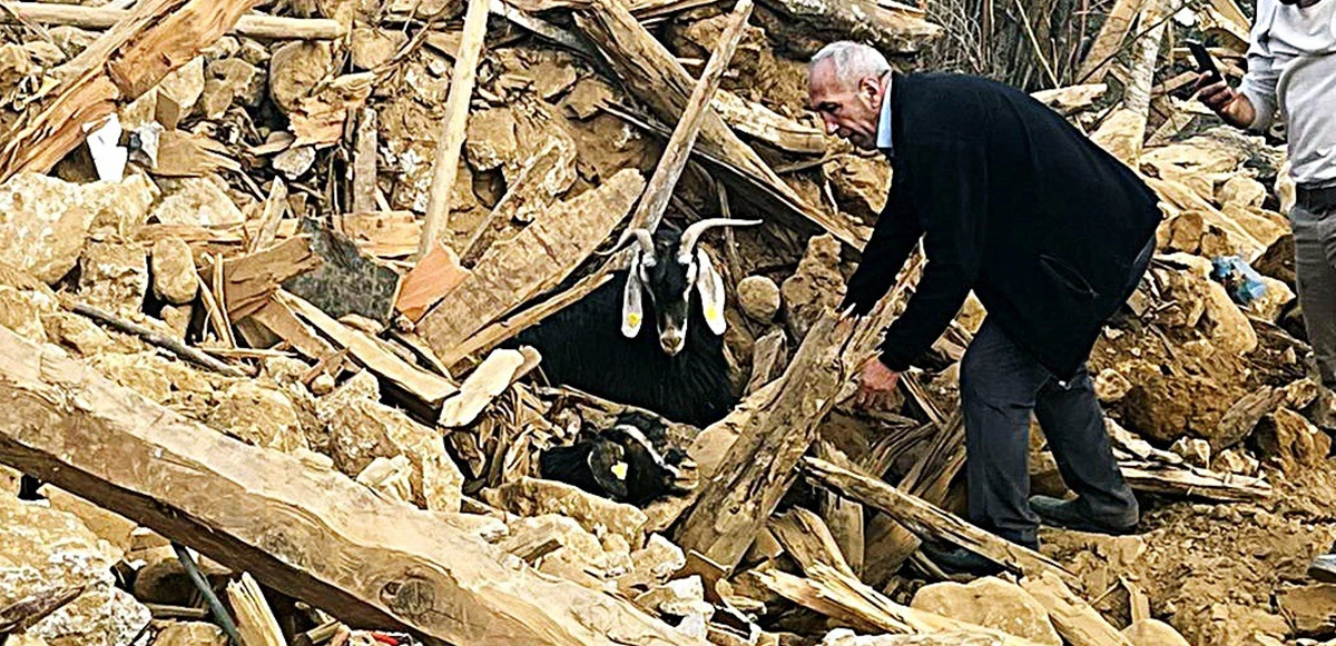 Kahramanmaraş'ta 637 saat sonra enkazdan 2 keçi canlı çıkarıldı