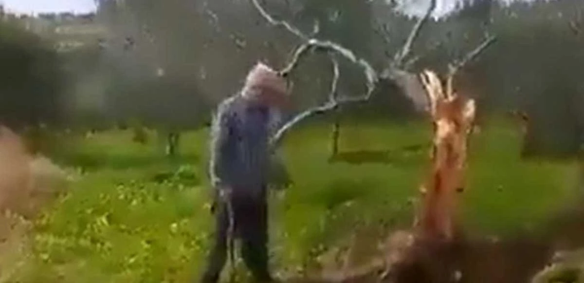 Yaşanan deprem felaketinin boyutunu en net gösteren kare! İkiye bölünen ağaç 10 metre ileri gitti