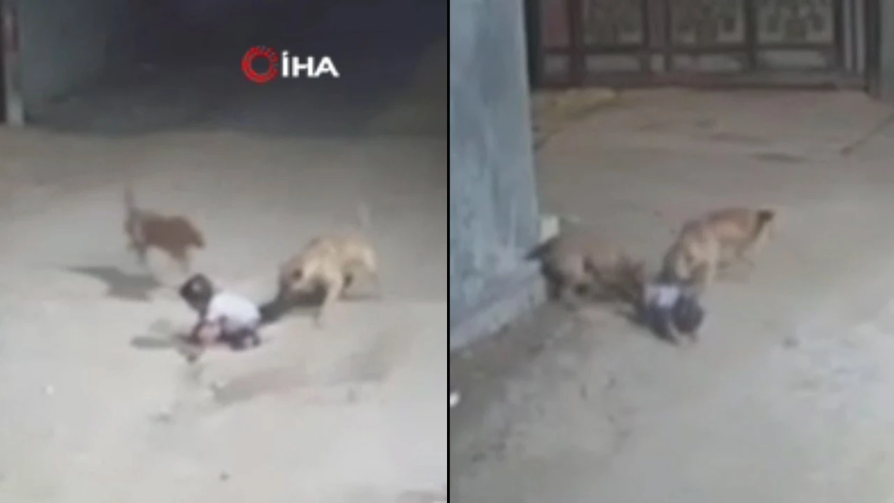 Emekleyerek sokağa çıkan bebeğe köpekler saldırdı! Dehşet anları