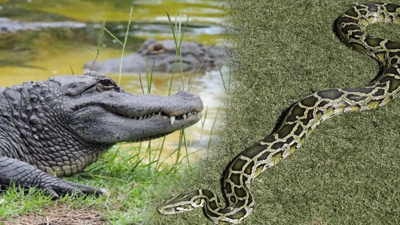 Piton ve timsahın karşılaşması: İkisinden biri yem oldu işte o anlar
