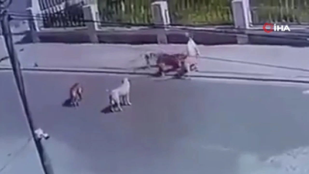 Irak'ta 6 köpek dakikalarca çocuğa saldırdı! O anlar kameralara yansıdı