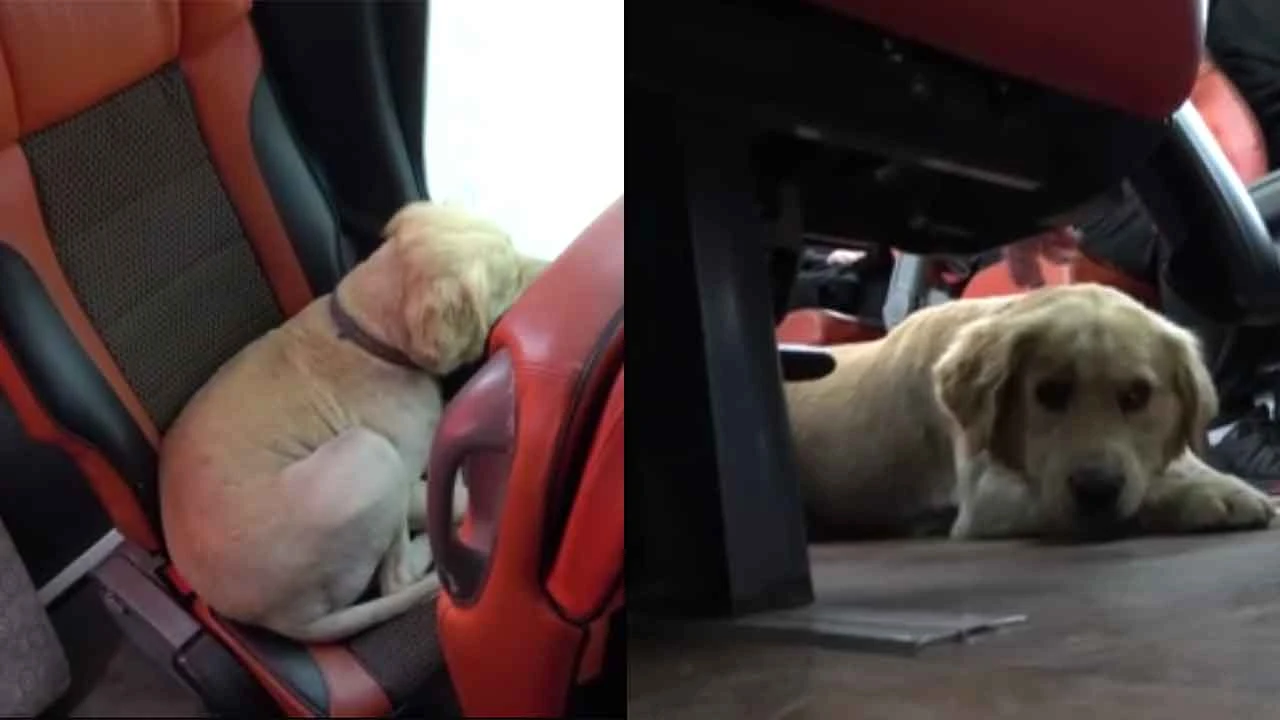 Bu köpek görenleri güldürdü! Polis gelene kadar inat etti otobüsten inmedi!
