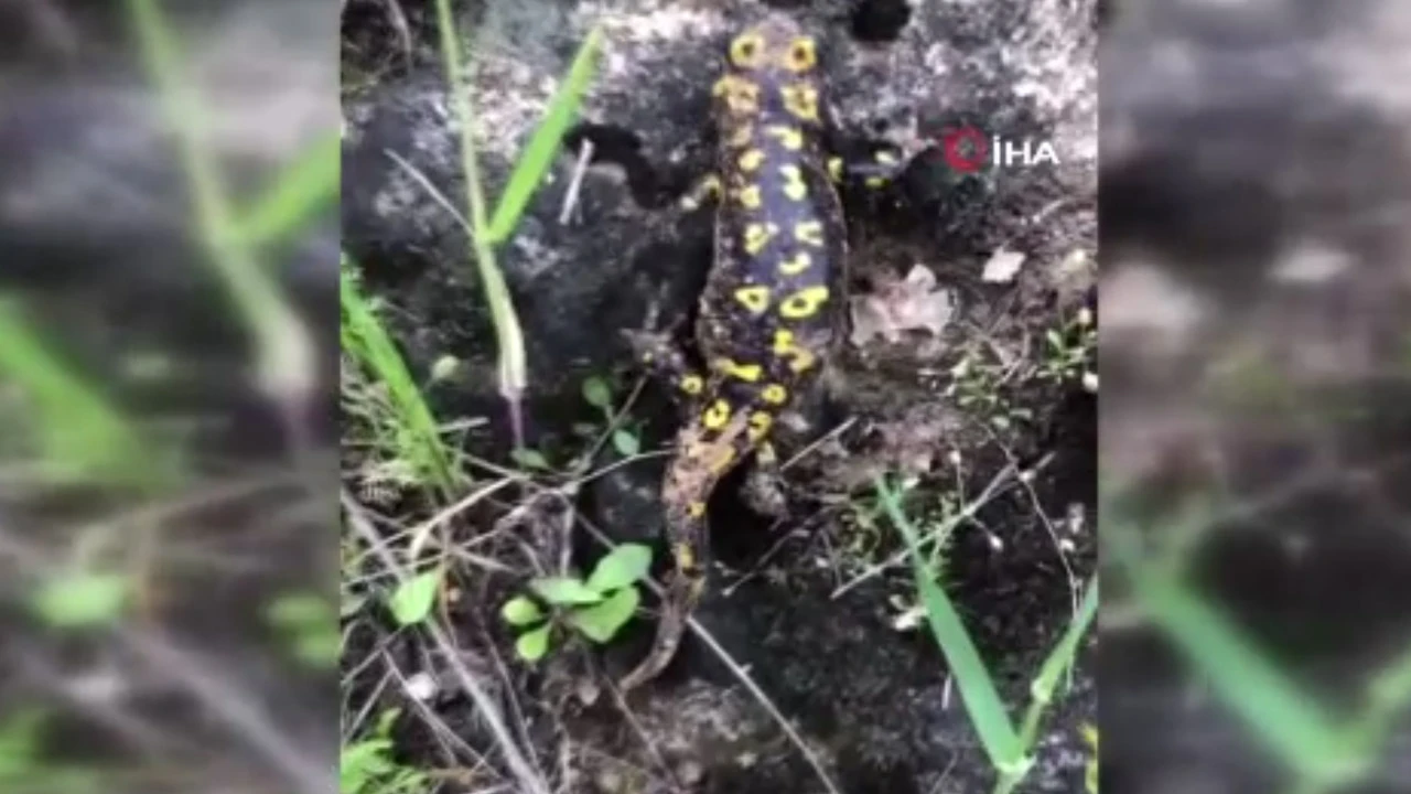 Nesli tükenme tehlikesi altında olan semender görüldü