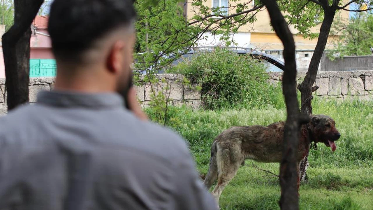 Önce çocuğu ısırdı, sonra bir başka köpeği boğdu