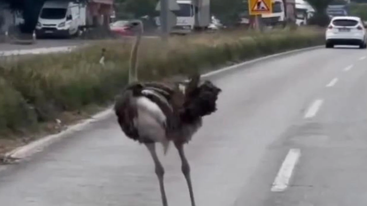 Çiftlikten kaçan deve kuşu, trafiği birbirine