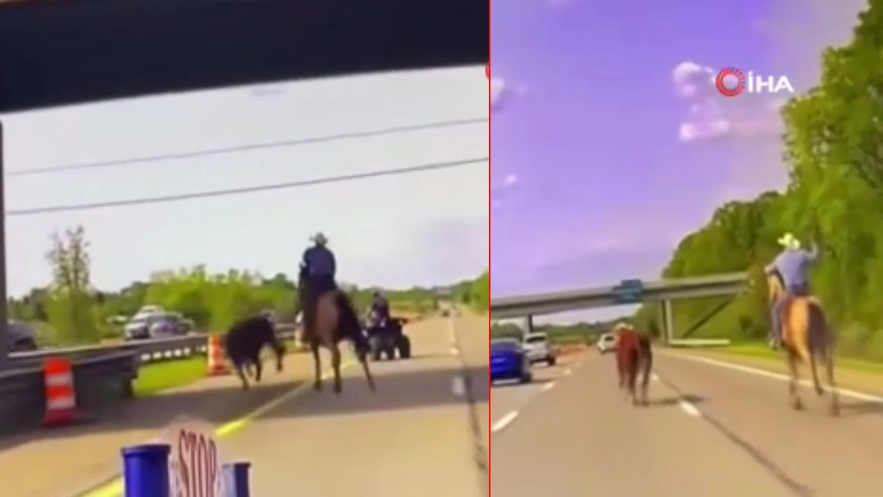 Çiftlikten kaçan ineğin peşine at üstündeki kovboy düştü! İlginç anlar