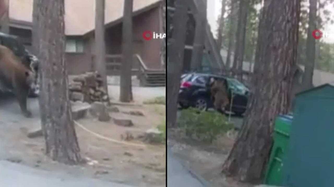 Yiyecek uğruna arabada mahsur kalan ayı çamaşır ipiyle kurtarıldı